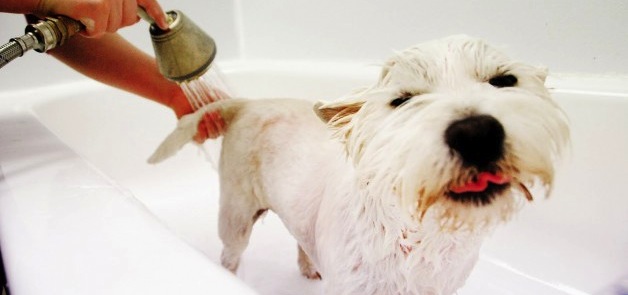 Dog Grooming bath glamour paws