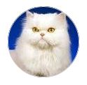 Kitty.JPG Glamour Paws
-Fort Myers Pet Groomer