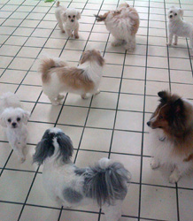 dog boarding fort myers Boarding Services
