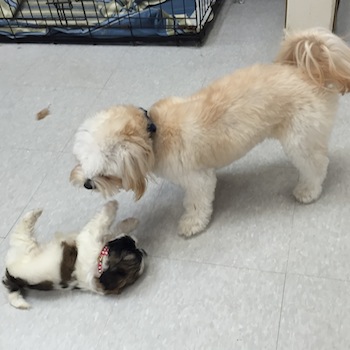 dog daycare ft myers fl.jpeg