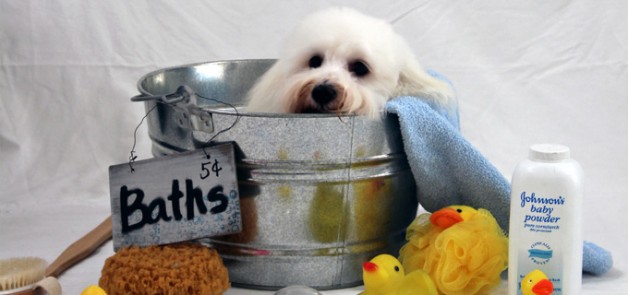 dog grooming bath